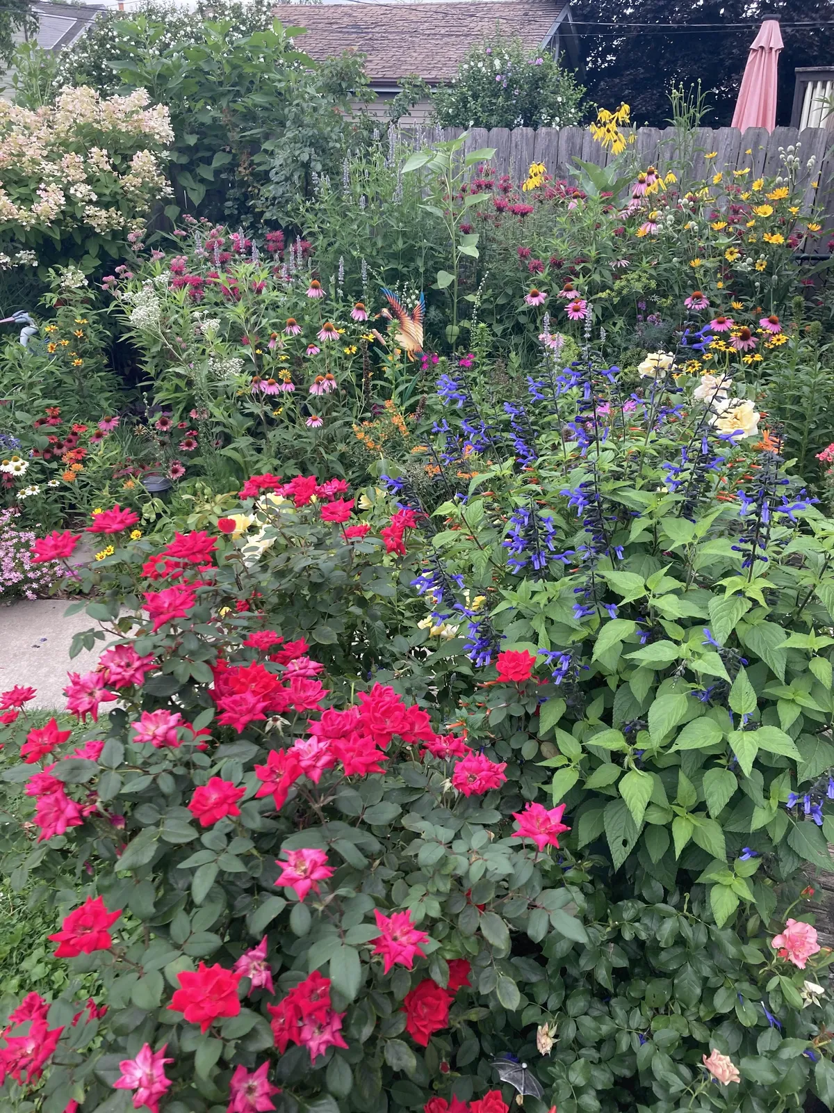 What do you think of my garden?