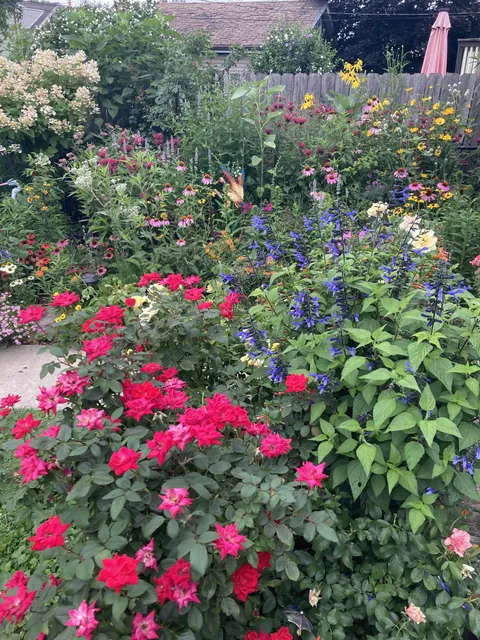 What do you think of my garden?