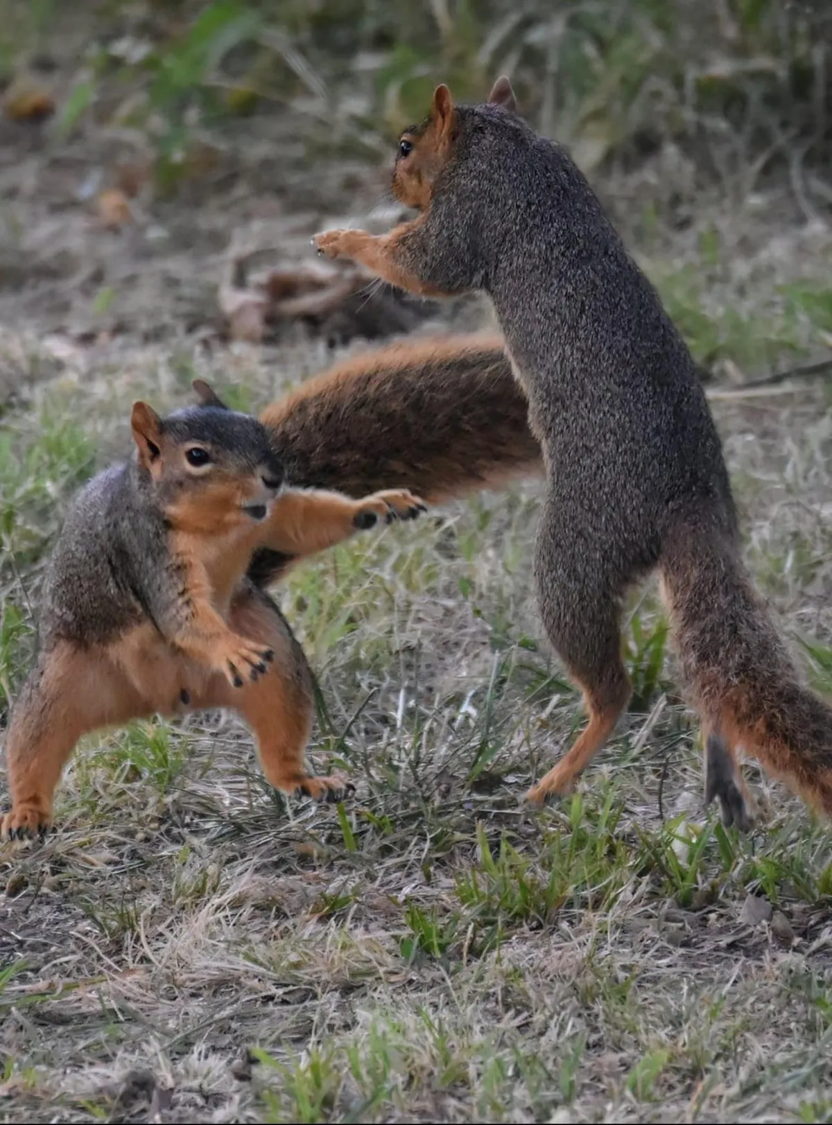 PsBattle: Squirrels fighting 