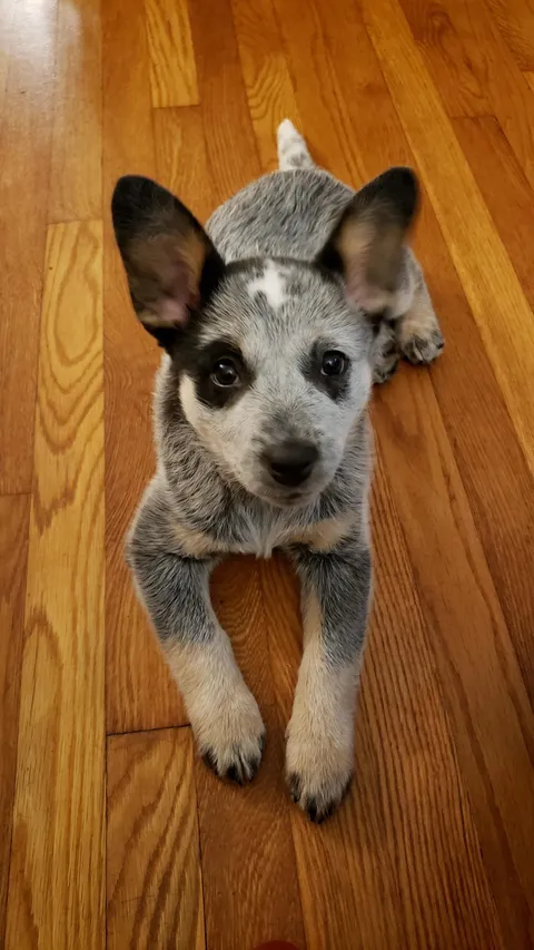 It's official! Just got Evie's DNA results back. She's 100% Blue Healer. She's also 100% awesome