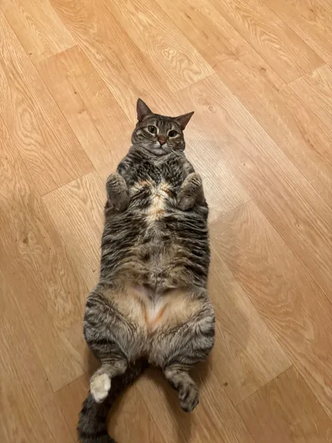 she used to fit in boxes.. not anymore