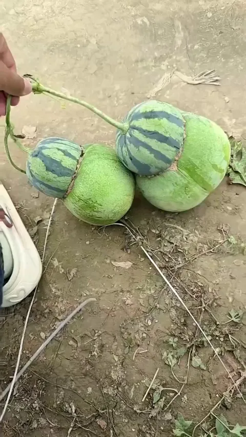 Watermelons and winter melons have grown together.
