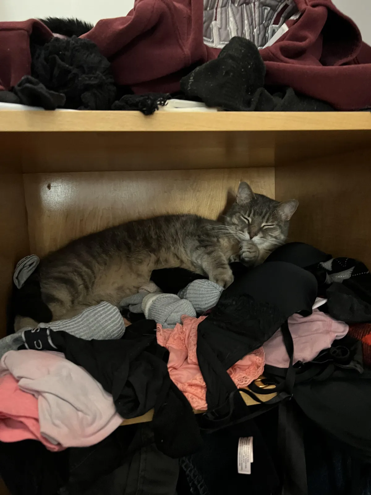 heard a noise coming from my closet, turns out this little man was sleeping in my underwear drawer