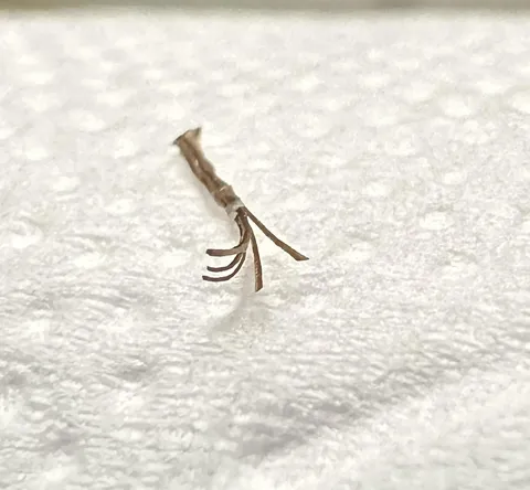 A compound hair I pulled from my beard.