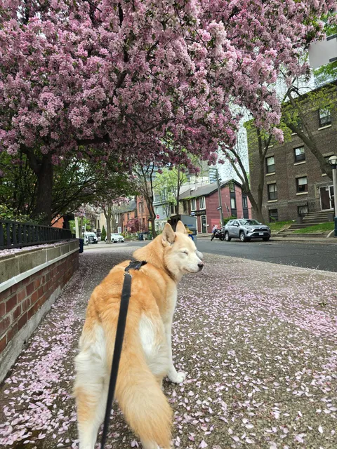 Beautiful spring walk with Bailey