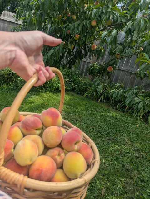 So proud of my tree this year.