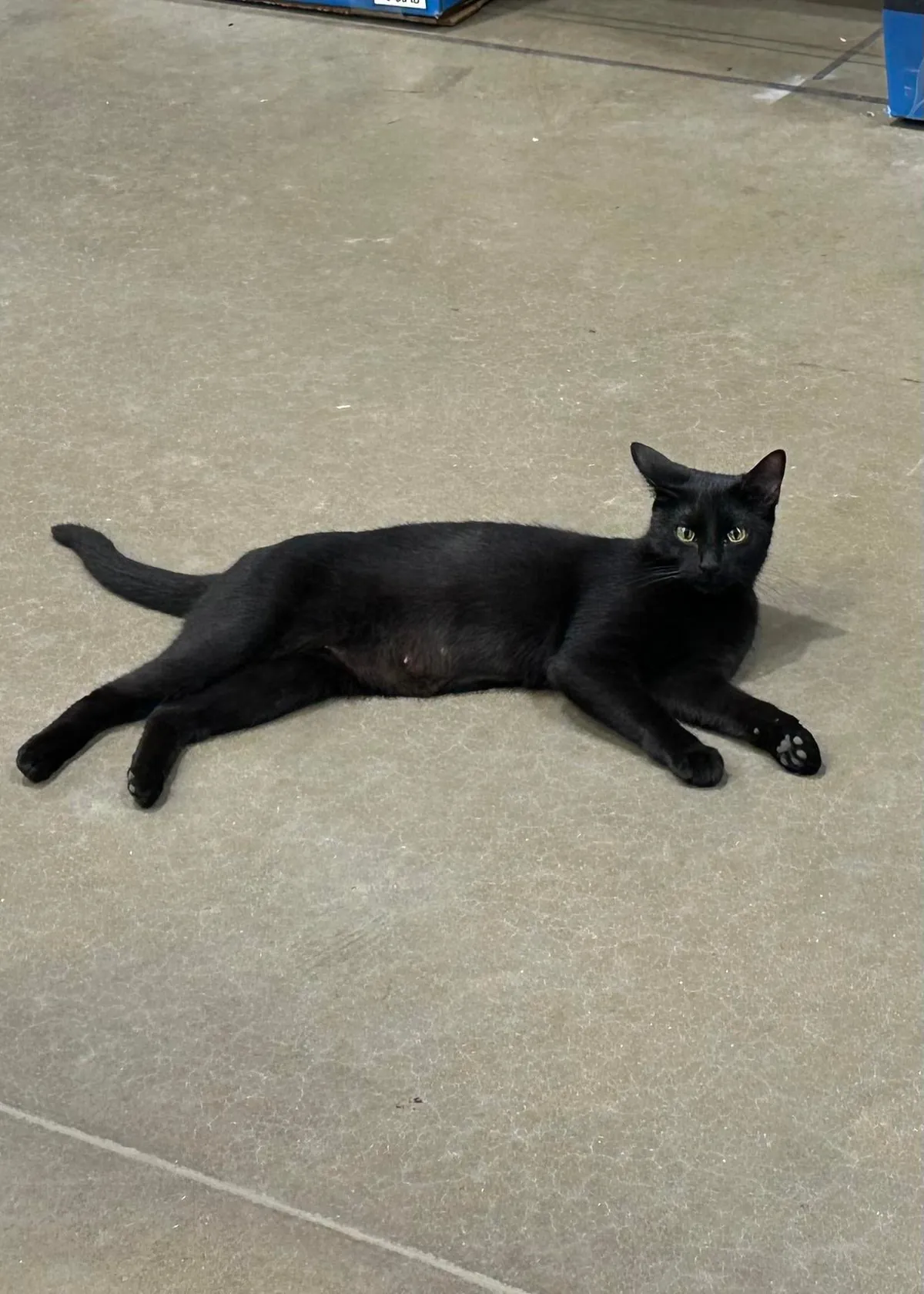 Paw-sitively tickled Lowe’s has voids in stock…