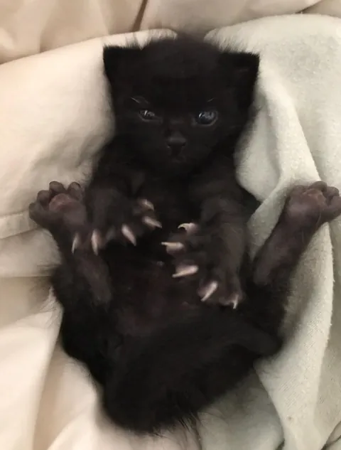 How did you get your void? 