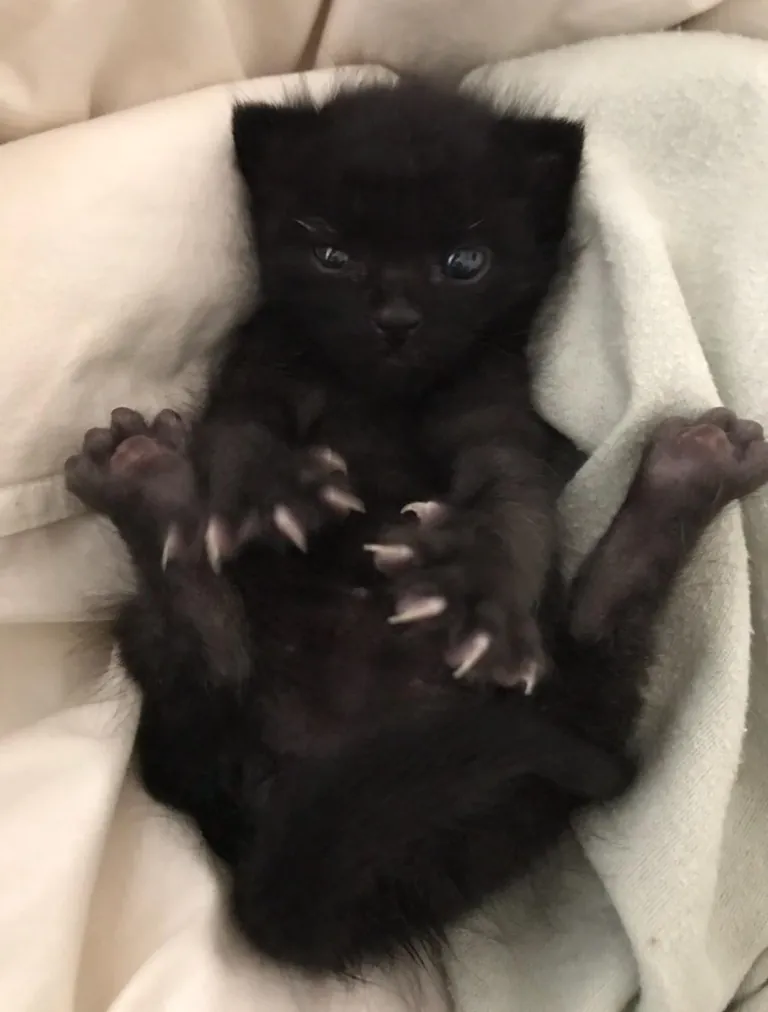 How did you get your void? 