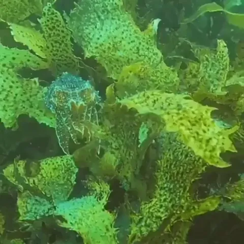 🔥Cuttlefish mimicking its surroundings by changing color