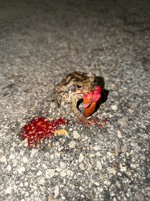 Toad died while eating part of a crab?