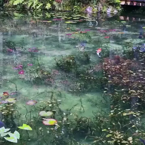 Monet’s Pond in Seki city, Japan