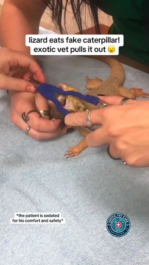 Lizard eats a fake caterpillar, vet pulls it out