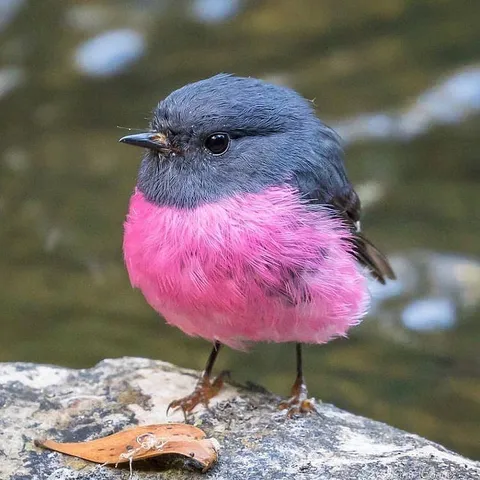 🔥 Pink Robin, Southeastern Australia (Photo : Jenny Cooper)