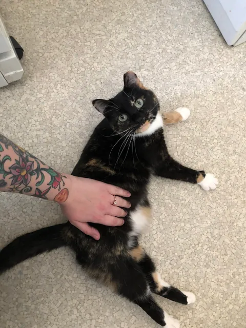 My sweet Petunia, has cancer.