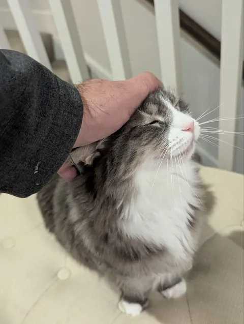 Left my sweater on my bed before going on vacation for two weeks. My poor little kitty has been patiently waiting there all these days