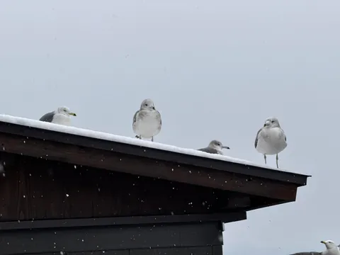 Spent a day in a Japanese fishing village and loved every second of it.