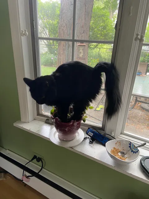 My cat won’t stop stepping in my mom’s plants 😭