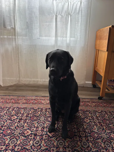 My humans tooks me to the vet, I gots a big boo boo but now I cans sit up straight!