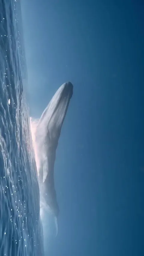 Blue whale can reach upto 100ft in length