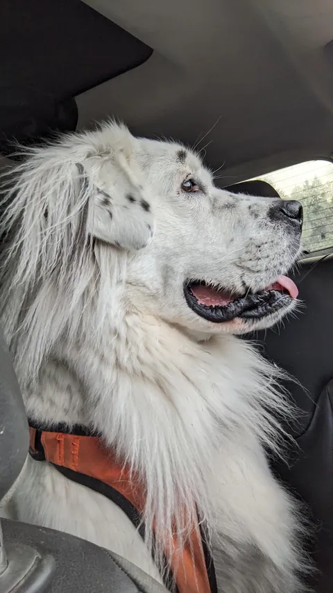 Great Pyranese x Mastiff