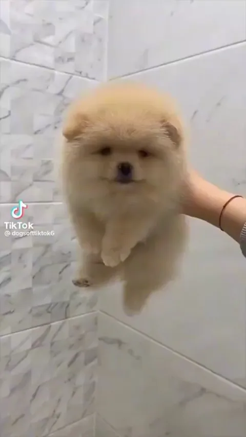 Animals before and after bath