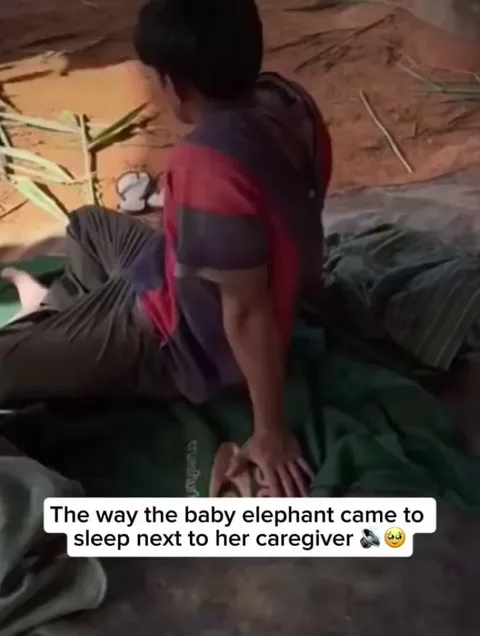 Baby elephant gently snuggling up beside her caregiver to fall asleep