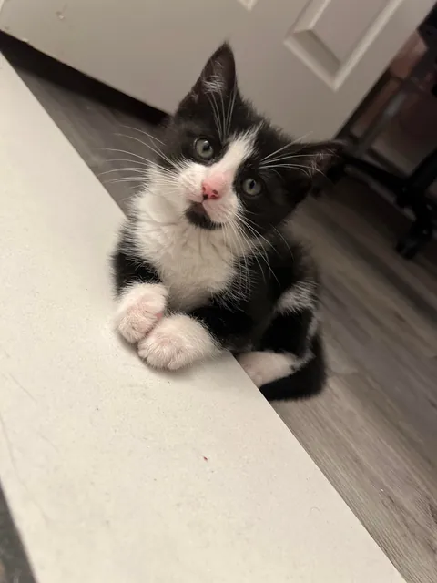 Pluto: 1 month to 1 year