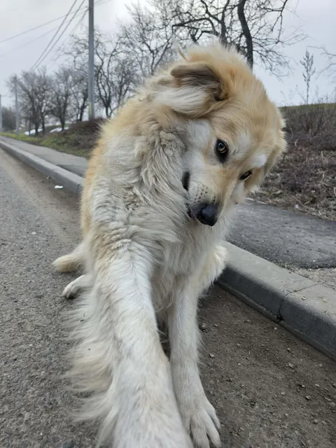 I was just taking a walk and I saw this good boy. He was very friendly