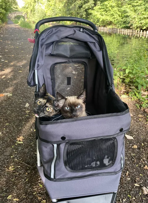 Pram walks with the kittens