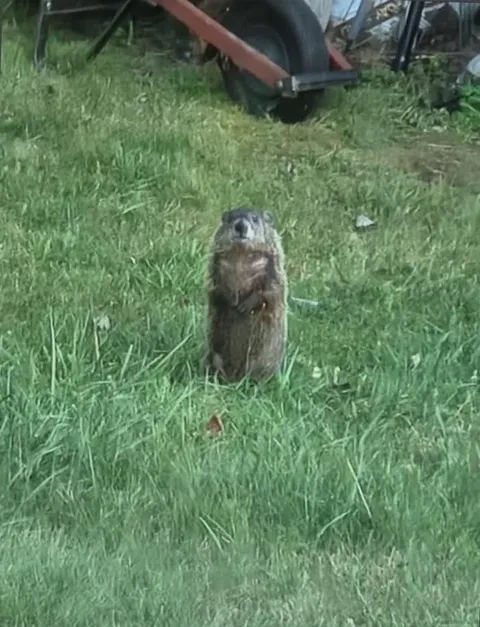 The garden was thriving until Frank had his all you can eat moment