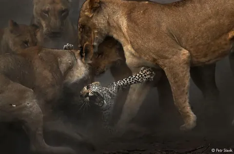 A pride of lioness attacks and kills a leopard cub as it tries to drink from a nearby river