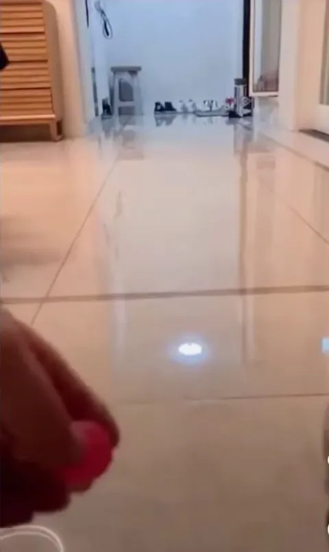 Cat boings after a ball