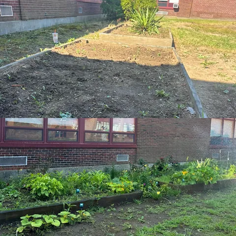 Asked my Principal if I could take over the abandoned boxes in the courtyard with my students….