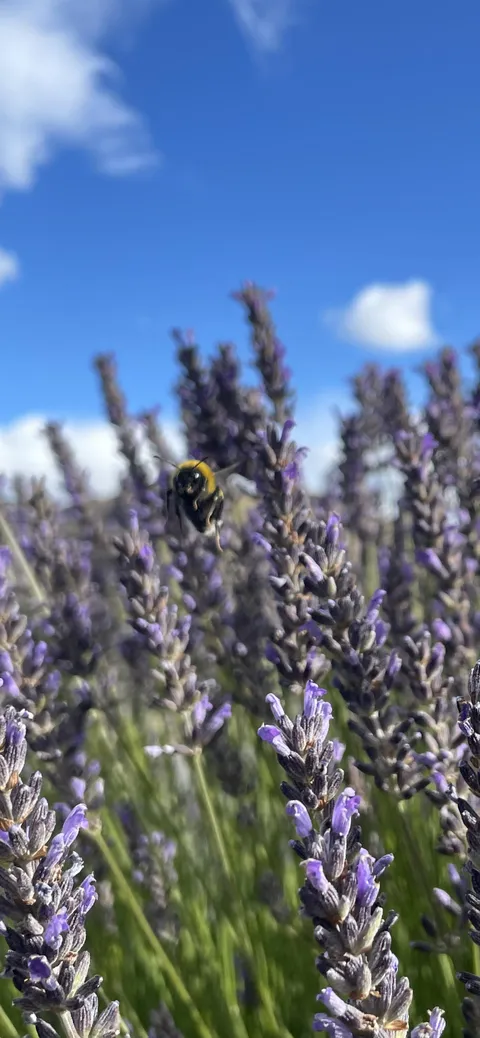 ITAP of a bumblebee flying over a lavender bush