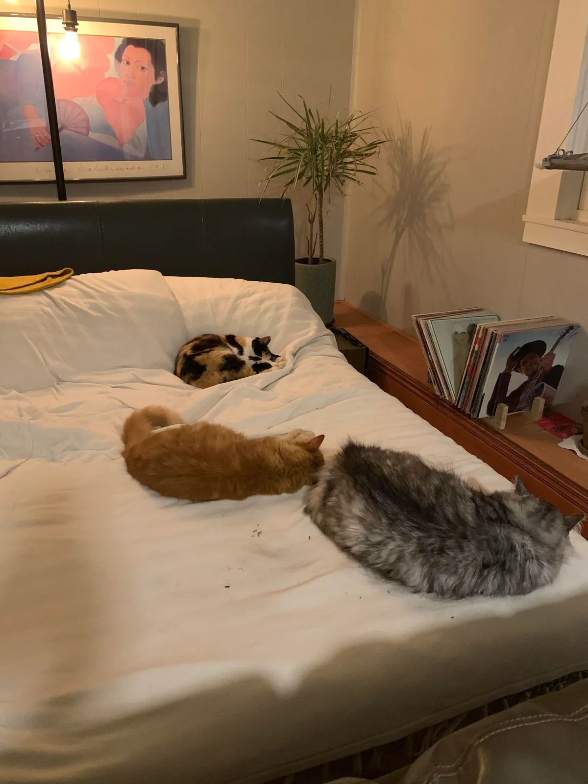 Last year I owned 0 cats and was allergic to them. Covid hit, and everything locked down. I met a stray cat who told her friends. Now this is my life.