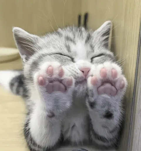 too meow-ch cuteness