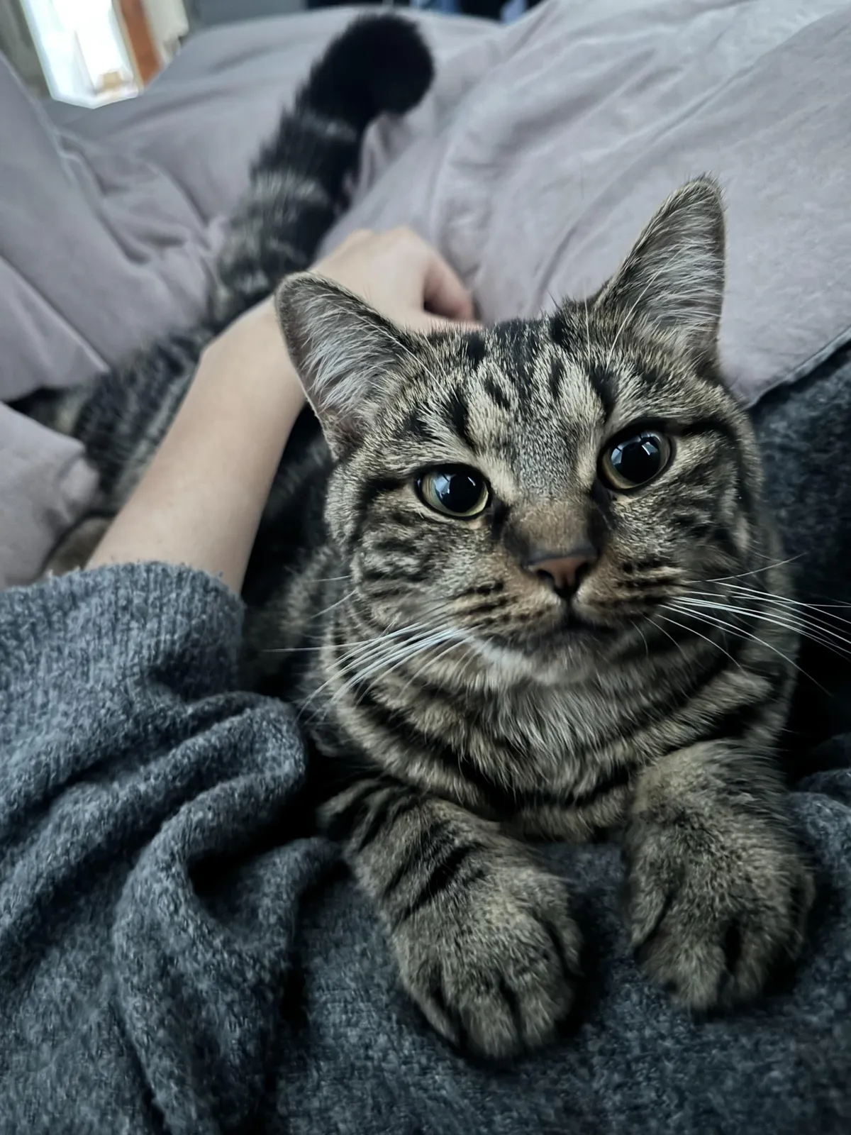 Can I see you kitties in their snuggly mode? 