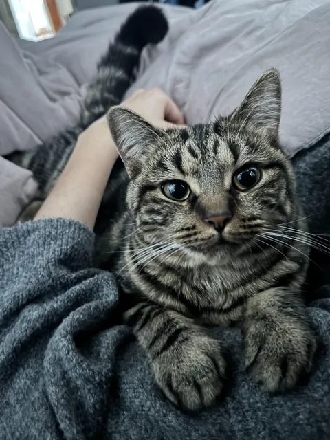 Can I see you kitties in their snuggly mode? 