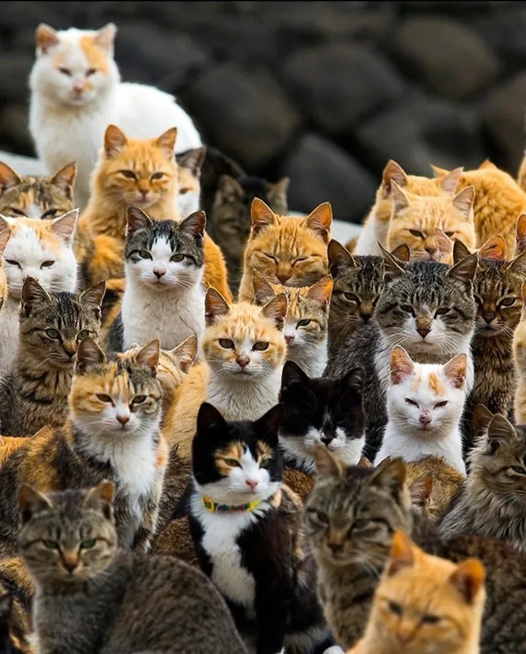 Cat island in japan, give it a scroll!