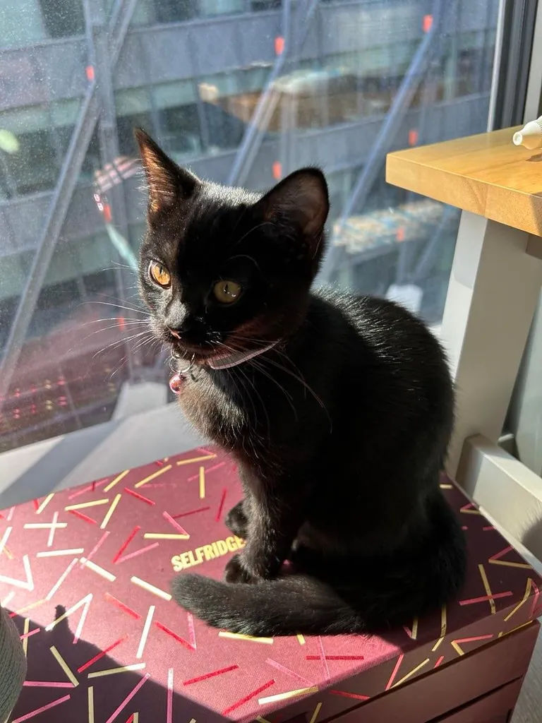 Who said black cats don’t photograph well? 🤔