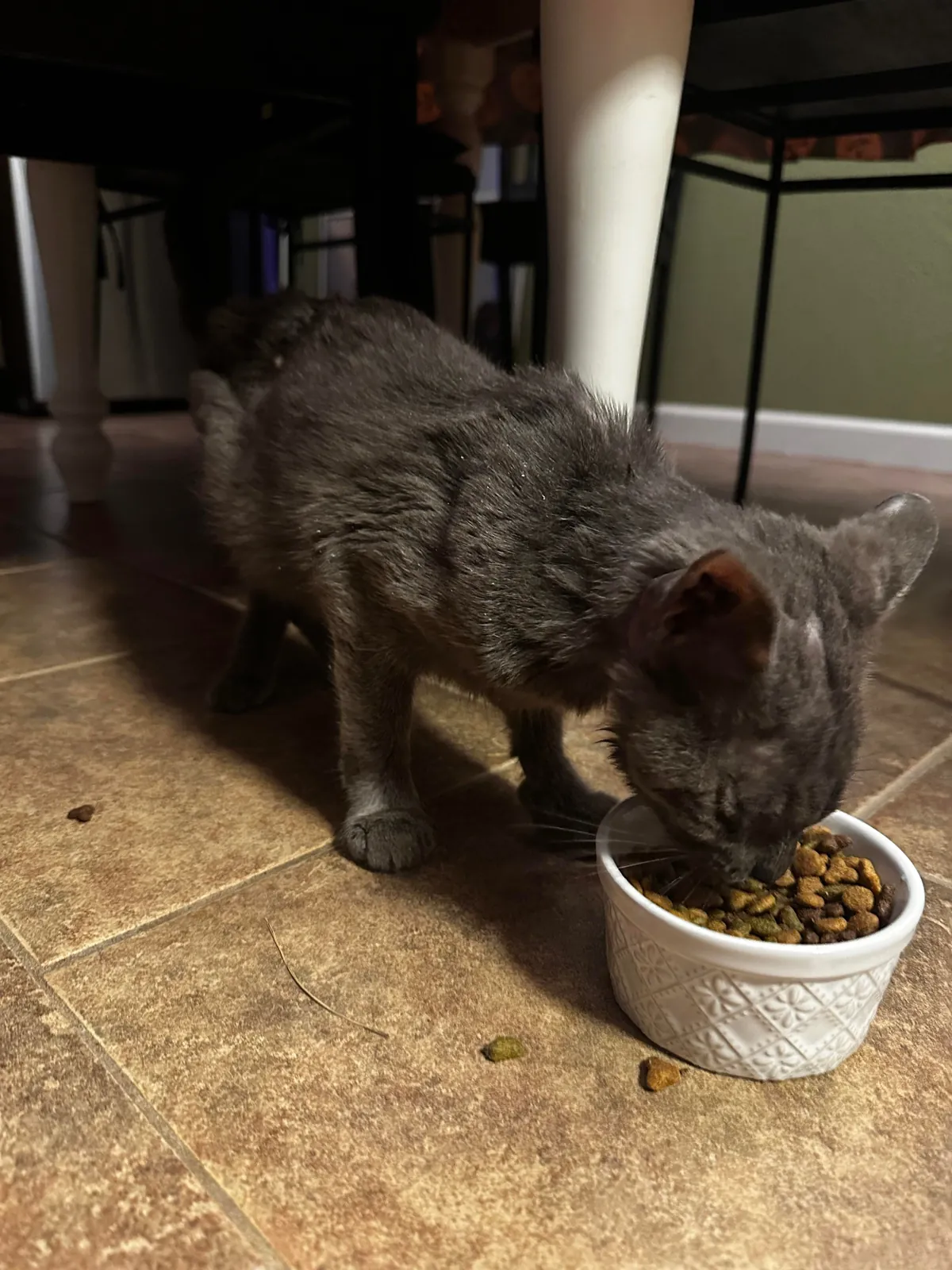 Went to get beer &amp; came home with a wounded cat