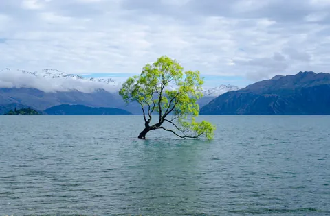 That Wanaka Tree - photo from 2018 before its lower branches were cut off [OC][4660x3058]