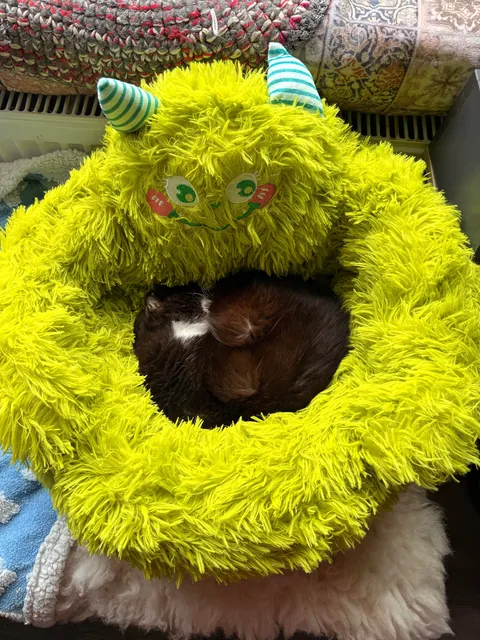 My perfect foster Dziadek passed away. He was so full of life despite the years as a neglected stray.