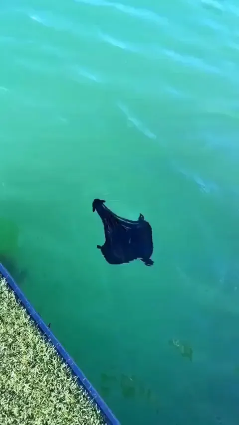 🔥 Atlantic Black Sea hare