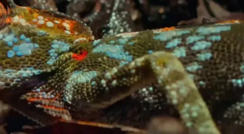 Labord's chameleon erupts into color in her final moments