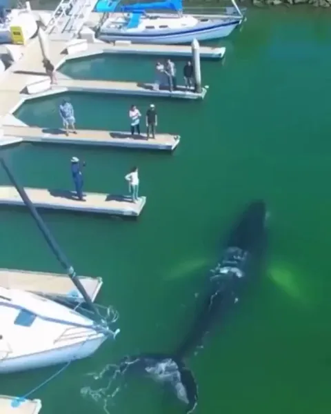 Majestic Creature of A Whale!