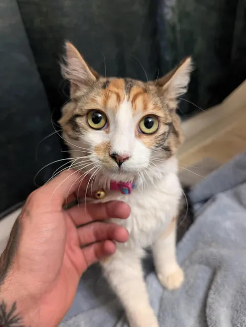 First cat at 30, I'm obsessed