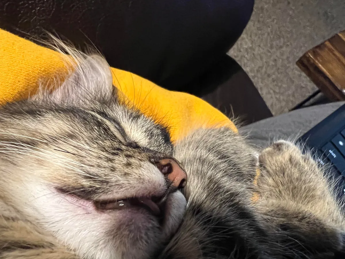 Every time I sit down he insists on taking his naps in my arm