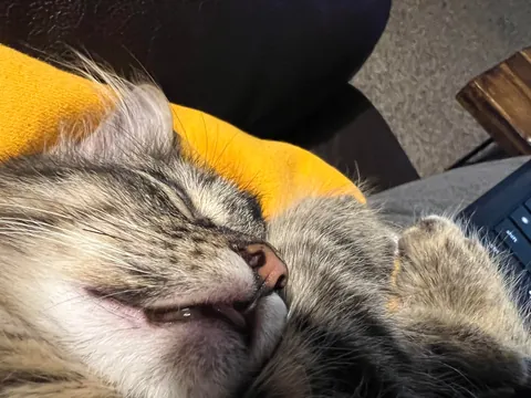 Every time I sit down he insists on taking his naps in my arm